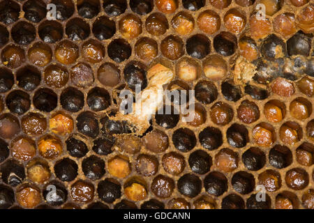 HONEY BEE apis mellifera IN NORMANDY Stock Photo