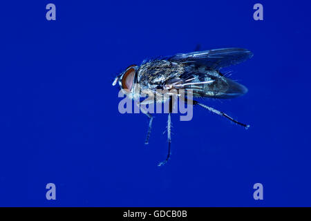 Housefly, musca domestica, Normandy Stock Photo