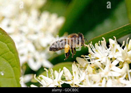Honey Bee, apis mellifera, Adult in Flight, Flying to Flower with Pollen Baskets, Normandy Stock Photo