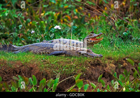 BROAD NOSED CAIMAN caiman latirostris, PANTANAL IN BRAZIL Stock Photo
