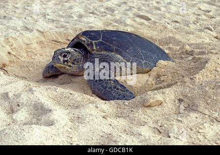 Loggerhead Sea Turtle, caretta caretta, Female putting Sand on its Eggs, after Laying them, Australia Stock Photo