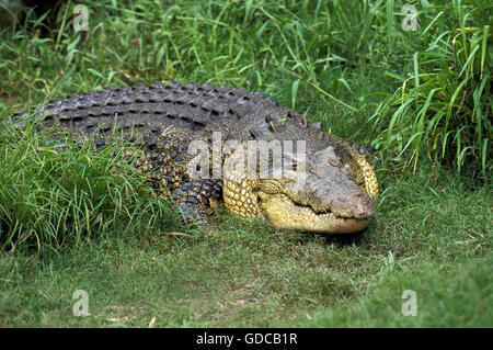 Australian Saltwater Crocodile or Estuarine Crocodile, crocodylus porosus, Australia Stock Photo