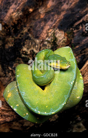 GREEN TREE PHYTON morelia viridis, ADULT ROLLED ON BRANCH Stock Photo