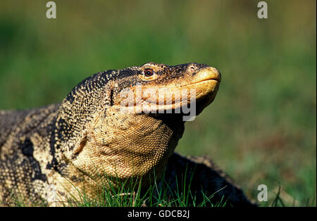 WATER MONITOR LIZARD varanus salvator Stock Photo