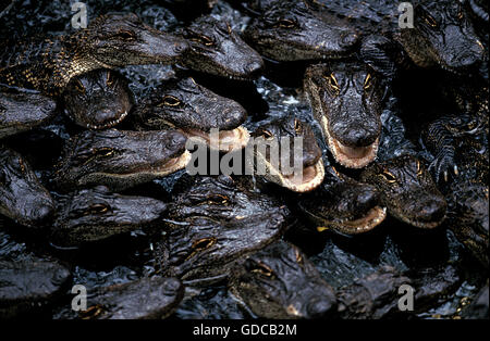 AMERICAN ALLIGATOR alligator mississipiensis, GROUP OF YOUNGS, FLORIDA Stock Photo