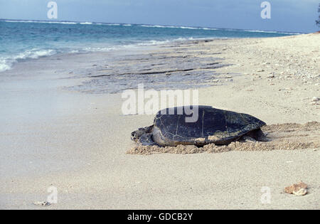 Loggerhead Sea Turtle, caretta caretta, Female going Back to Sea after Laying Eggs, Australia Stock Photo