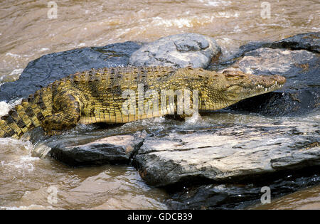 Nile Crocodile, crocodylus niloticus, Adult on Rocks, Masai Mara Park in Kenya Stock Photo
