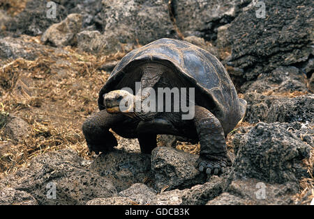 Giant Galapagos Tortoise, Geochelone Nigra, Adult Standing On Rocks 