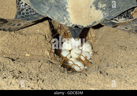 Green Sea Turtle, chelonia mydas, Female Laying Eggs in Nest on Beach, Malaysia Stock Photo