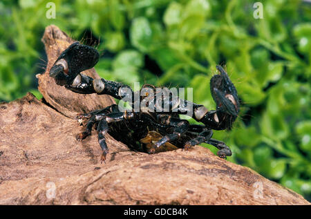 Imperial Scorpion, pandinus imperator Stock Photo