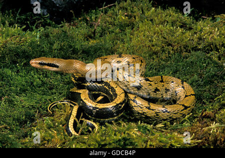 Taiwan Beauty Snake, elaphe taeniura frisei, Adult on Moss Stock Photo