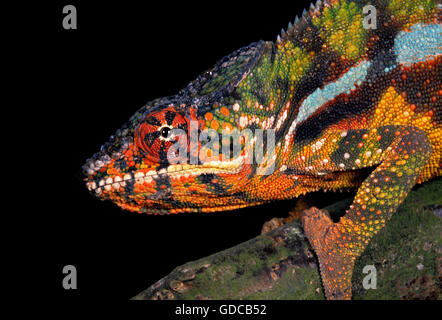 JEWELLED CHAMELEON OR CARPET CHAMELEON furcifer lateralis, PORTRAIT OF ADULT Stock Photo