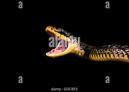 TROPICAL RAT SNAKE spilotes pullatus, ADULT WITH OPEN MOUTH Stock Photo