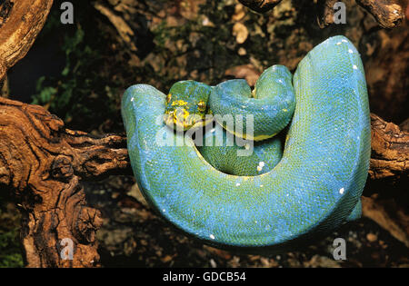 GREEN TREE PHYTON morelia viridis, ADULT COILED AROUND BRANCH Stock Photo