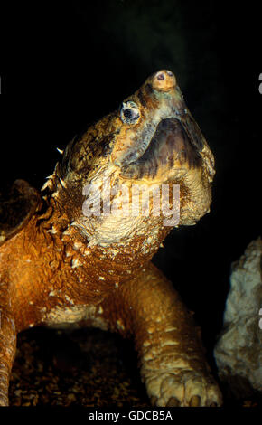 ALLIGATOR SNAPPING TURTLE macroclemys temminckii, PORTRAIT OF ADULT Stock Photo