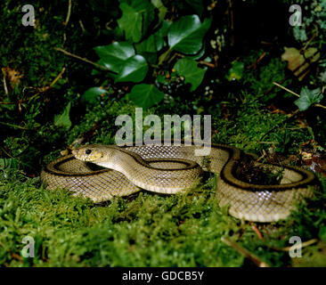 Ladder Snake, elaphe scalaris Stock Photo