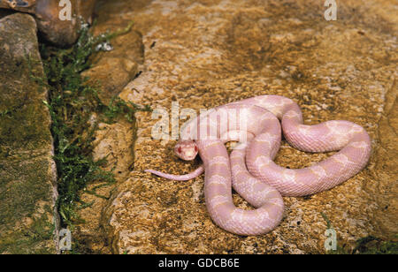 Corn Snake or Rat Snake, elaphe guttata, Albino Adult Stock Photo