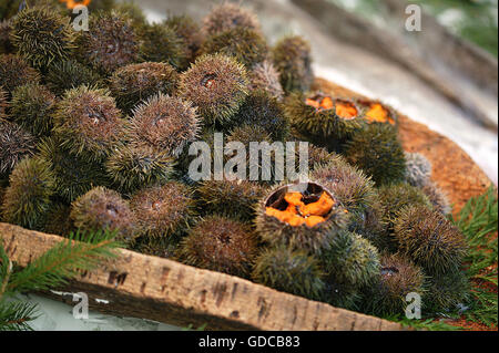 Sea Urchin, echinus esculentus, at Fishmonger's shop Stock Photo