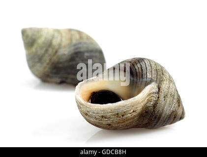 Common Periwinckle, littorina littorea, Shells against White Background Stock Photo