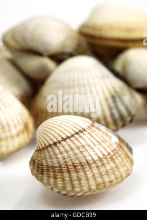 Common Cockle, cerastoderma edule, Shells against White Background Stock Photo