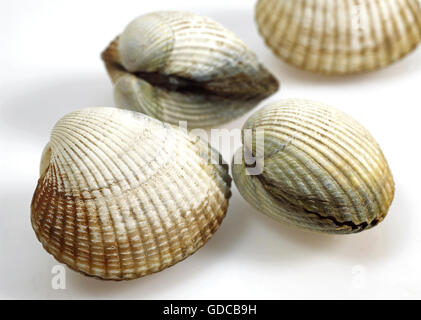 Common Cockle, cerastoderma edule, Shells against White Background Stock Photo