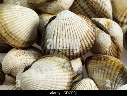 Common Cockle, cerastoderma edule Stock Photo