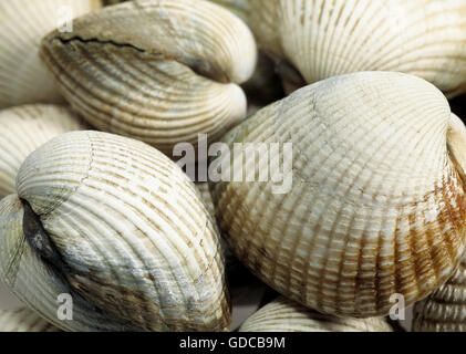 Common Cockle, cerastoderma edule, Fresh Shells Stock Photo