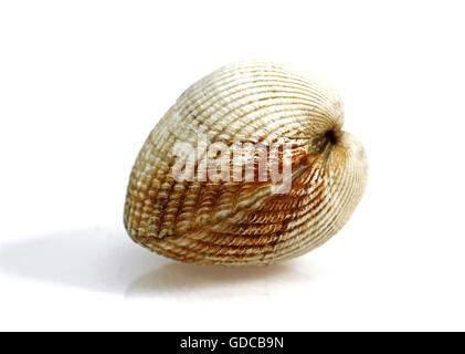 Common Cockle, cerastoderma edule, Shell against White Background Stock Photo