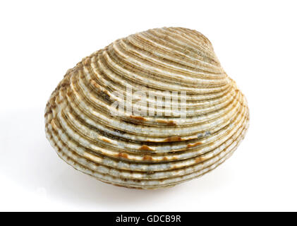 Clam, venus verrucosa, Shell against White Background Stock Photo
