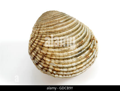 Clams, venus verrucosa, Shell against White Background Stock Photo