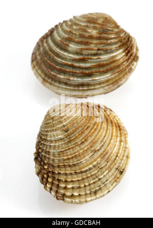 Clam, venus verrucosa, Shells against White Background Stock Photo
