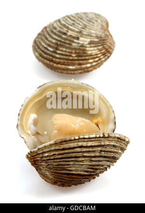 Clams, venus verrucosa, Shells against White Background Stock Photo
