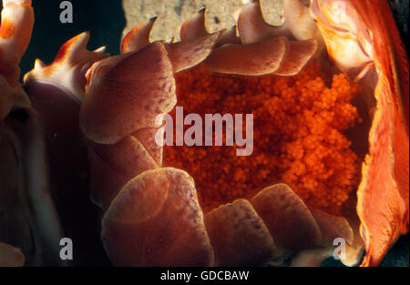 Rock Lobster, palinurus vulgaris, Female with Eggs Stock Photo