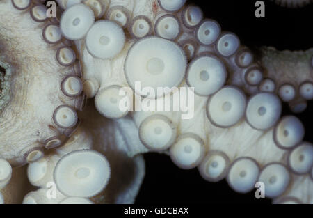 COMMON OCTOPUS octopus vulgaris, TENTACLE CLOSE-UP SHOWING SUCKERS Stock Photo