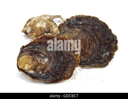 French Belon Oyster, ostrea edulis Stock Photo