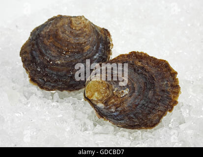 French Oyster called Belon, Fresh Seafood on Ice Stock Photo
