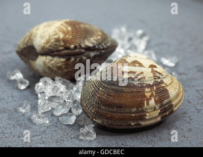 Clams, venerupis sp on Ice Stock Photo