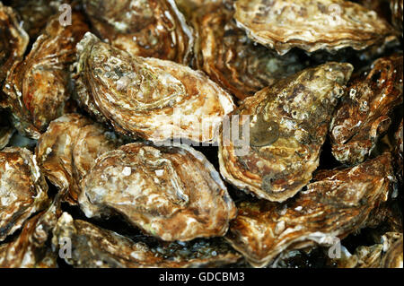 French Oyster, Fine de Claire, ostrea edulis Stock Photo