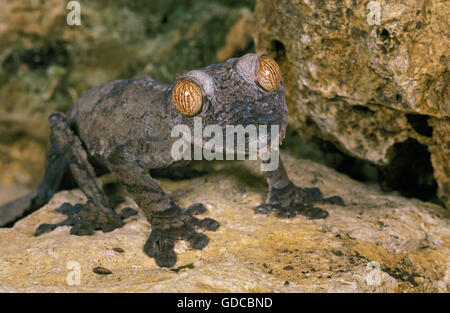 Leaf-Tailed Gecko, uroplatus fimbriatus, Adult Stock Photo