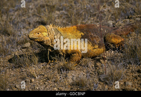 Galapagos Land Iguana, conolophus subcristatus, Adult, Galapagos Islands Stock Photo