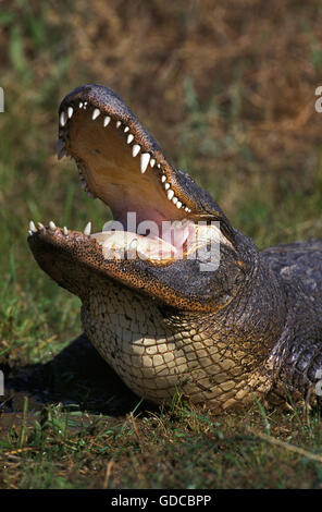 American Alligator, alligator mississipiensis, Adult with Open Mouth in Defensive Posture Stock Photo
