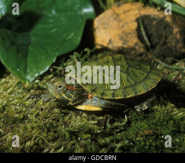 Red eared Sliders Trachemys scripta Sunbathing Semi aquatic turtles ...