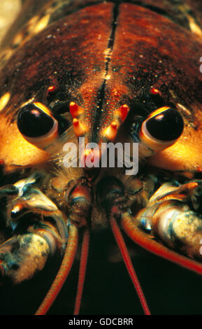Lobster Rostrum Close up of the head of a Common Lobster focusing on the rostrum Stock ...