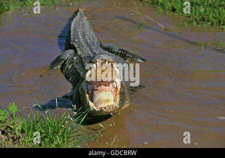 American Alligator, alligator mississipiensis, Adult in Defensive Posture with Open Mouth Stock Photo