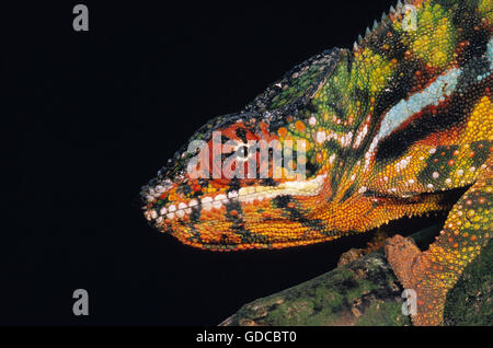 Jewelled Chameleon or Carpet Chameleon, furcifer lateralis, Portrait of Adult Stock Photo