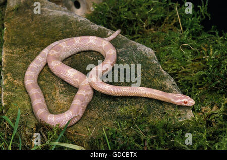 Corn Snake or Rat Snake, elaphe guttata, Albino Adult Stock Photo