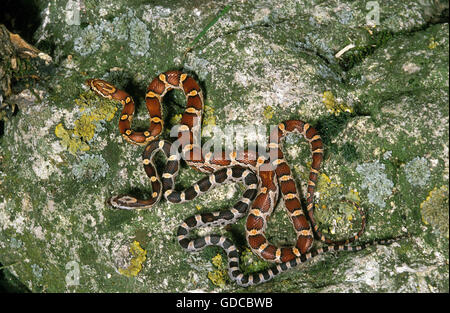 Corn Snake or Rat Snake, elaphe guttata, Adults Stock Photo