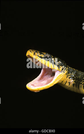 head shot of a Black rat snake aka Pantherophis obsoletus. Mouth wide ...