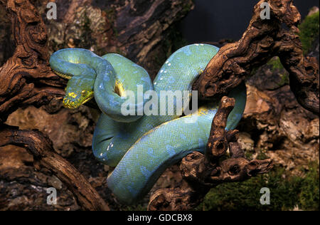 GREEN TREE PHYTON morelia viridis, ADULT COILED AROUND BRANCH Stock Photo