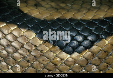 Royal Python, python regius, Close Up of Skin Stock Photo